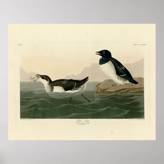 Little Auk (Dovekie) - Audubon's Birds of America Poster (Voorkant)