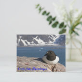 Little Auk Spitsbergen briefkaart (Staand voorkant)