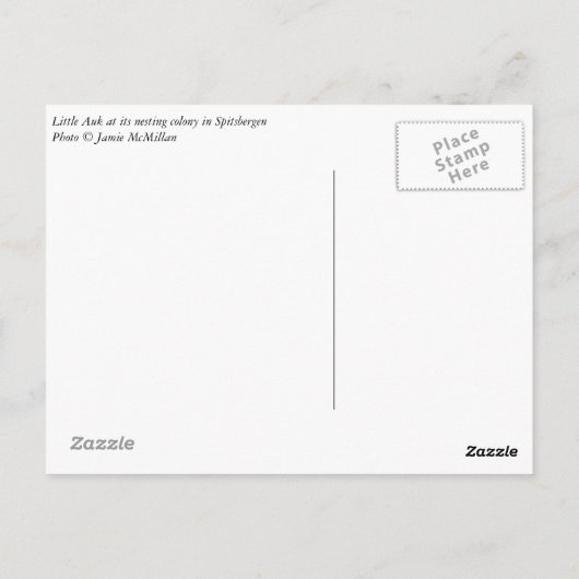 Little Auk Spitsbergen briefkaart (Achterkant)