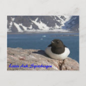 Little Auk Spitsbergen briefkaart (Voorkant)