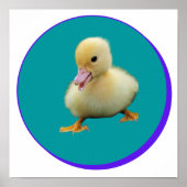Little Baby Duck Poster (Voorkant)