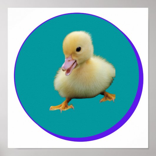 Little Baby Duck Poster (Voorkant)