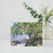 Little Bay Park tree en rocks Briefkaart (Staand voorkant)