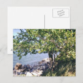 Little Bay Park tree en rocks Briefkaart (Voorkant / Achterkant)