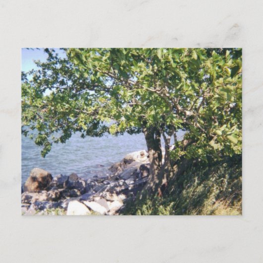 Little Bay Park tree en rocks Briefkaart (Voorkant)