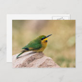 Little Bee-Eater Briefkaart (Voorkant / Achterkant)