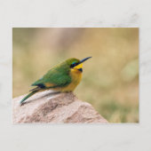 Little Bee-Eater Briefkaart (Voorkant)