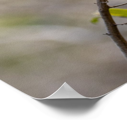 Little Bee-eater on Branch – African Bird Poster (Hoek)