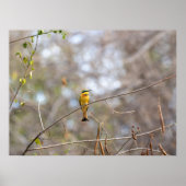 Little Bee-eater on Branch – African Bird Poster (Voorkant)