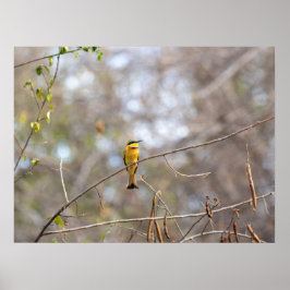 Little Bee-eater on Branch – African Bird Poster