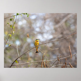 Little Bee-eater on Branch – African Bird Poster