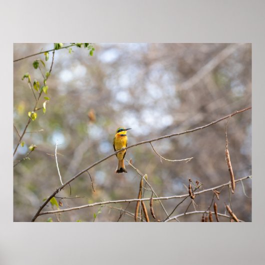 Little Bee-eater on Branch – African Bird Poster (Voorkant)