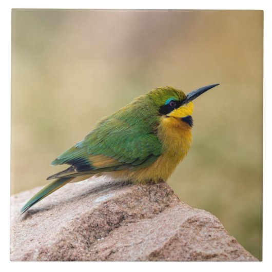 Little Bee-Eater Tegeltje (Voorkant)