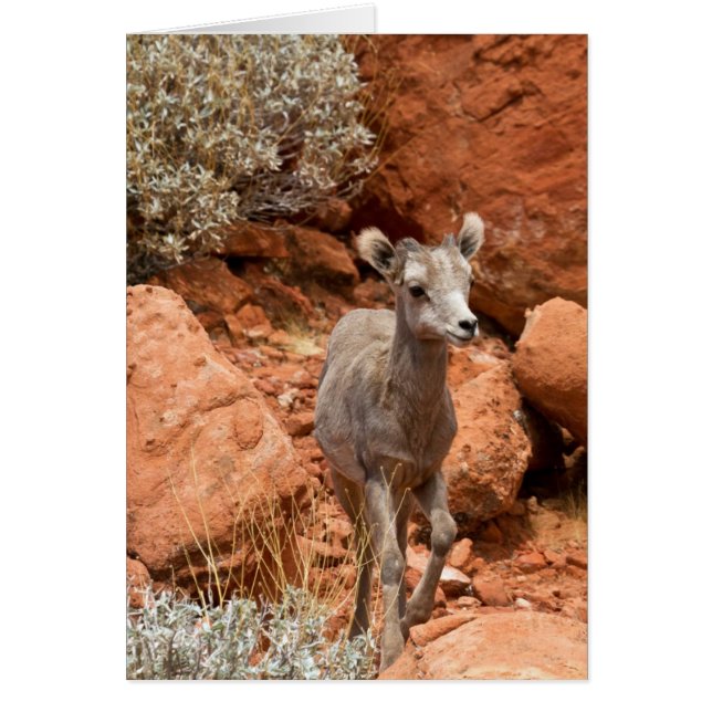 Little Big Horn (Voorkant)