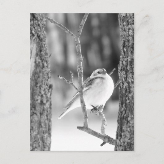 Little Bird Briefkaart (Voorkant)