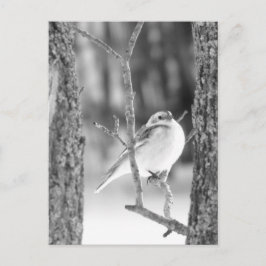 Little Bird Briefkaart