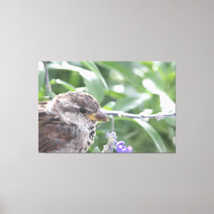 Little Bird Canvas Art Afdruk
