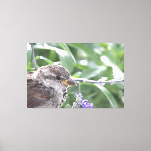 Little Bird Canvas Art Afdruk (Voorkant)