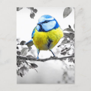 Little Bird zwart-wit Afbeelding Briefkaart
