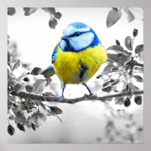 Little Bird zwart-wit Afbeelding Poster (Voorkant)