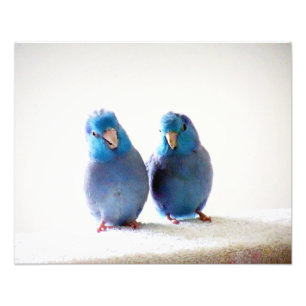 Little Birds Best Friends foto Pacific Parrotlets Foto Afdruk