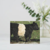 Little Black Beltie Calf Briefkaart (Staand voorkant)