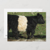 Little Black Beltie Calf Briefkaart (Voorkant / Achterkant)