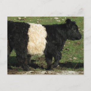 Little Black Beltie Calf Briefkaart
