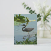 Little Blue Heron Briefkaart (Staand voorkant)