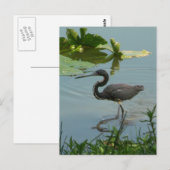 Little Blue Heron Briefkaart (Voorkant / Achterkant)