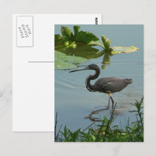 Little Blue Heron Briefkaart (Voorkant / Achterkant)