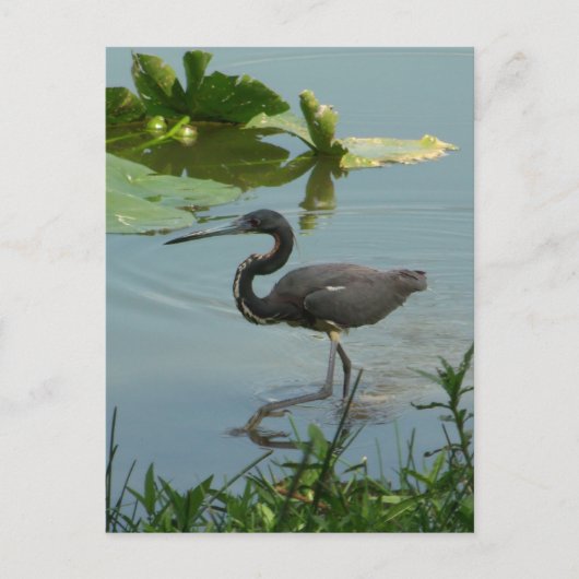 Little Blue Heron Briefkaart (Voorkant)