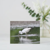 Little Blue Heron Briefkaart (Staand voorkant)