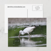 Little Blue Heron Briefkaart (Voorkant / Achterkant)