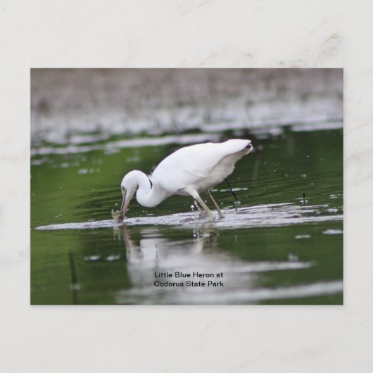Little Blue Heron Briefkaart (Voorkant)