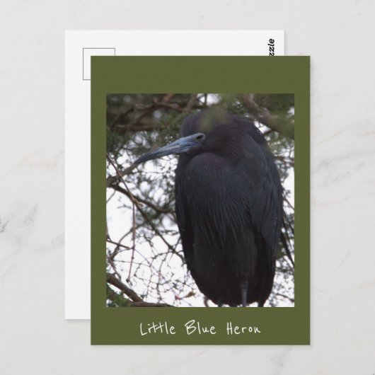 Little Blue Heron Briefkaart (Voorkant / Achterkant)