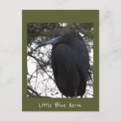 Little Blue Heron Briefkaart (Voorkant)