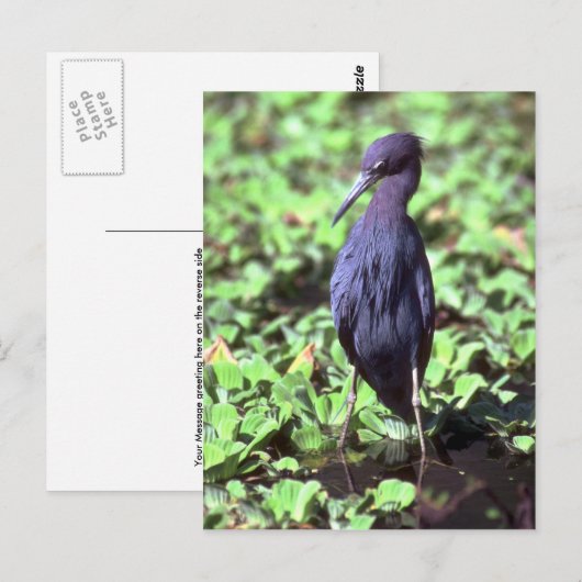 Little Blue Heron Briefkaart (Voorkant / Achterkant)