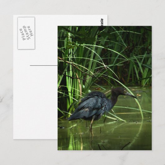 Little Blue Heron Briefkaart (Voorkant / Achterkant)