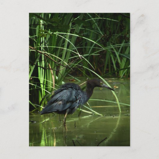 Little Blue Heron Briefkaart (Voorkant)