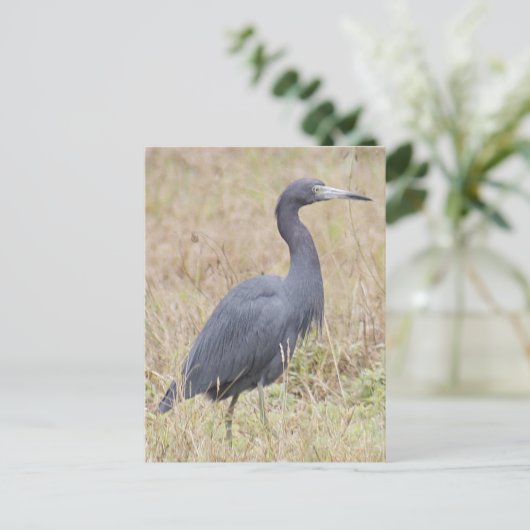 Little Blue Heron Briefkaart (Staand voorkant)