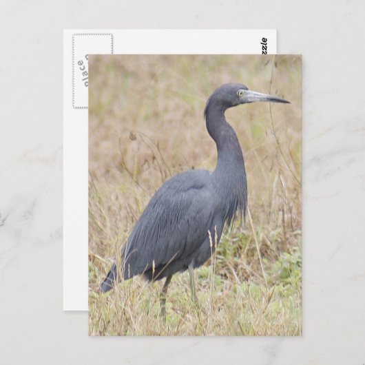 Little Blue Heron Briefkaart (Voorkant / Achterkant)