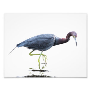 Little Blue Heron Foto Afdruk