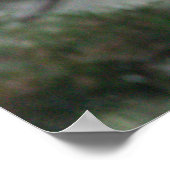 Little Blue Heron Foto Poster (Hoek)