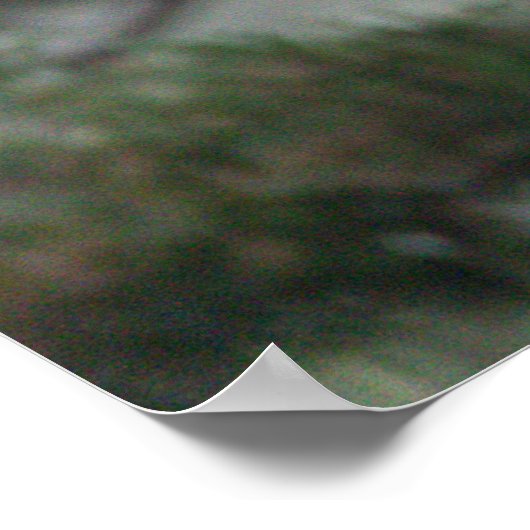 Little Blue Heron Foto Poster (Hoek)