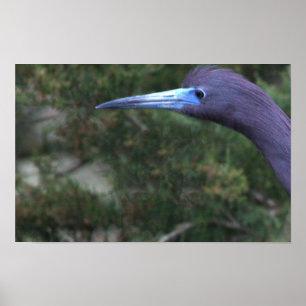 Little Blue Heron Foto Poster