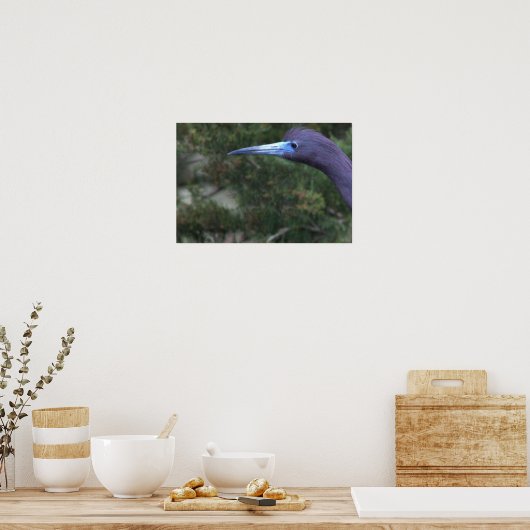 Little Blue Heron Foto Poster (Keuken)