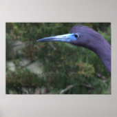 Little Blue Heron Foto Poster (Voorkant)