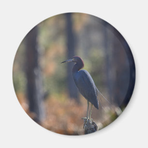 Little Blue Heron fotomagneet Magneet