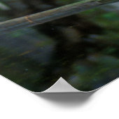 Little Blue Heron in Cypress Swamp Poster (Hoek)